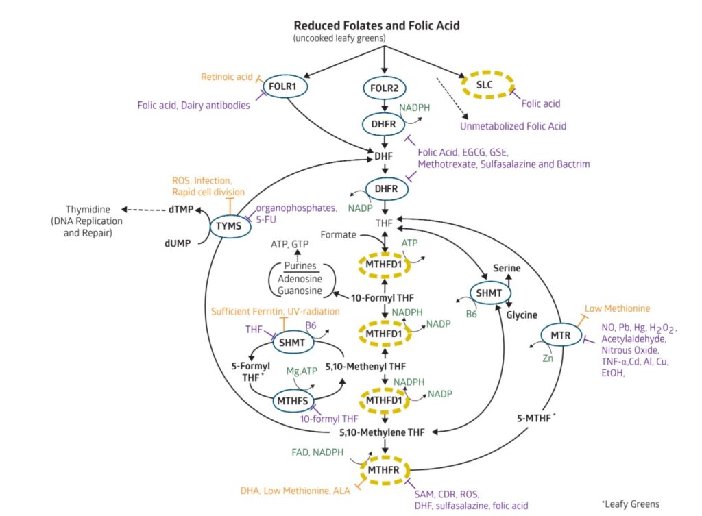 folate cycle explained strategene